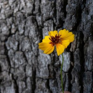 trac-vu-xJgEuXDKsKM-unsplash (2)